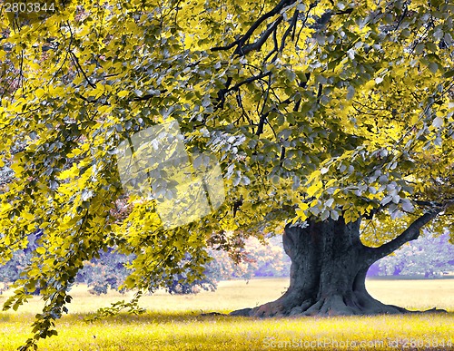 Image of Huge oak tree in the park