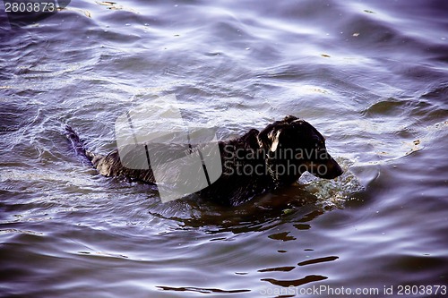 Image of Dog by  the river
