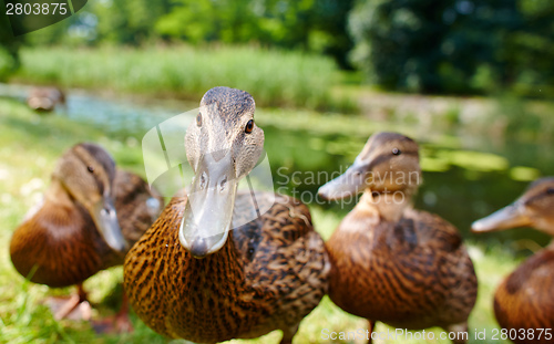 Image of Very cute and charming ducklings