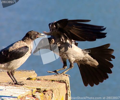 Image of Flying crow