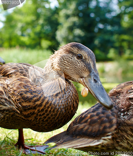 Image of Very cute and charming ducklings