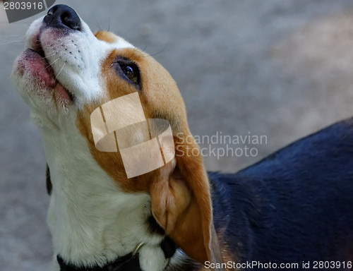 Image of Cute beagle dog
