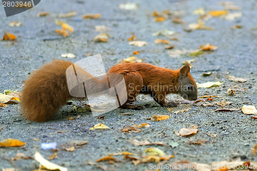 Image of Squirrel in the park