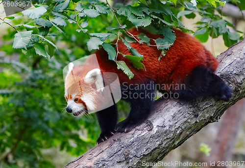 Image of Red panda