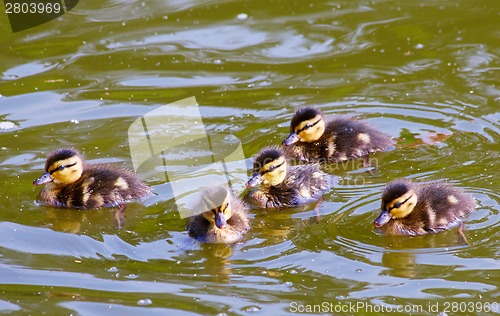 Image of Cute ducklings