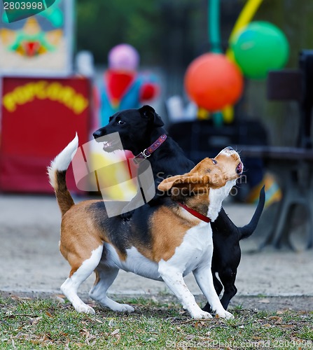 Image of Two dogs