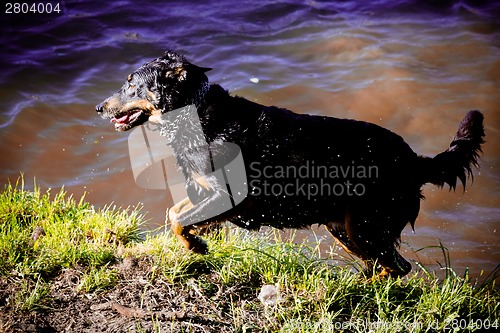 Image of Dog by  the river