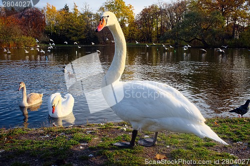 Image of Graceful swan