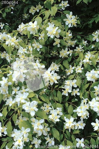 Image of Tiny flowers on tree
