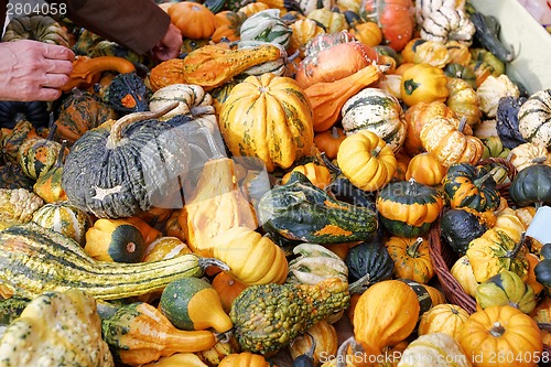 Image of Pumpkins