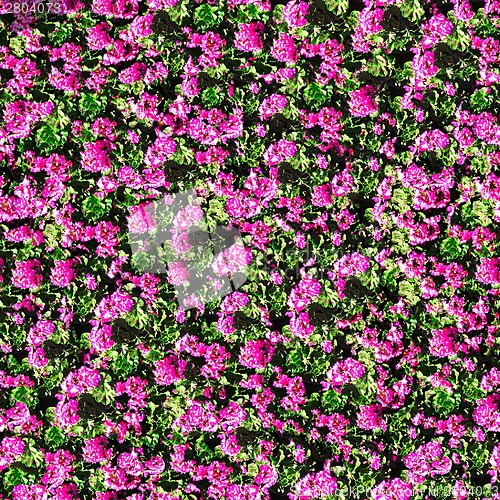 Image of geranium flowers