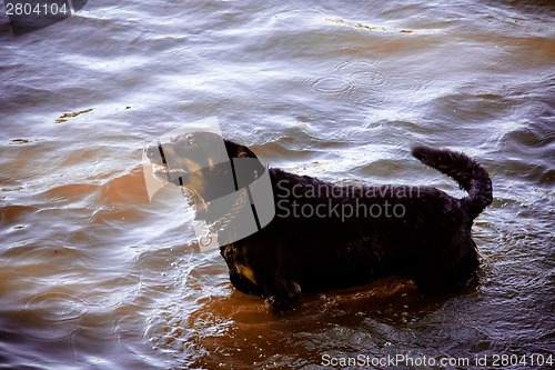 Image of Dog by  the river