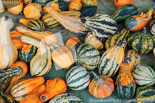 Image of Pumpkins