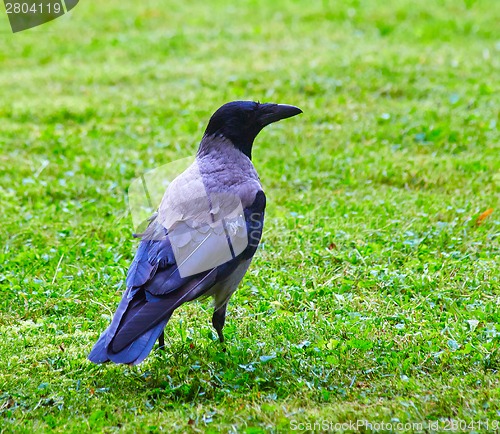 Image of Hooded Crow (Corvus cornix)