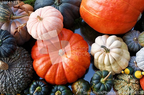 Image of Pumpkins