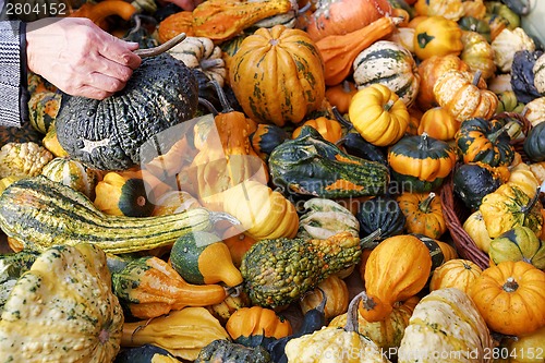 Image of Pumpkins
