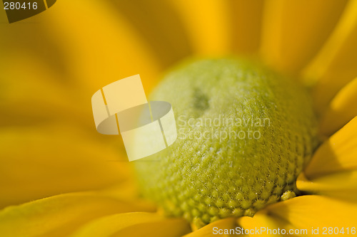 Image of A Beautiful Yellow Daisy