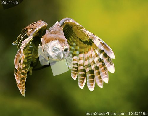 Image of Magnificent owl in flight