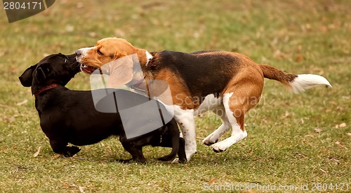 Image of Two dogs