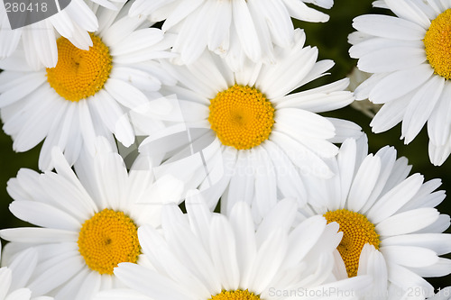 Image of Group of Beautiful Shasta Daisies