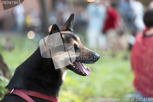 Image of German Shepherd