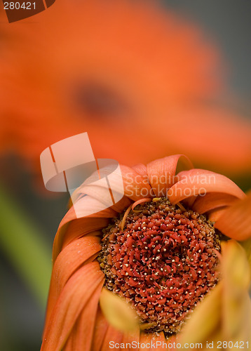 Image of A Drooping Red Daisy