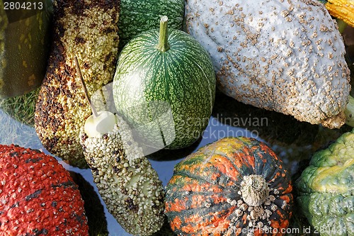 Image of Pumpkins