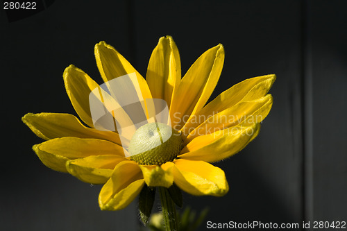 Image of A Beautiful Yellow Daisy