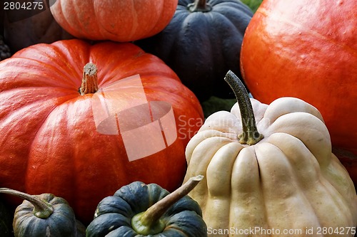 Image of Pumpkins