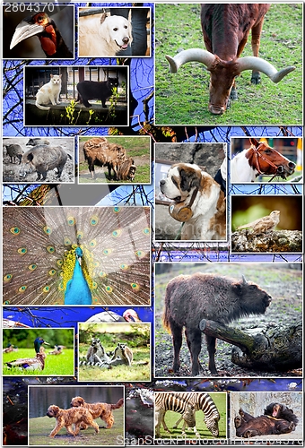 Image of Animal collage with various species