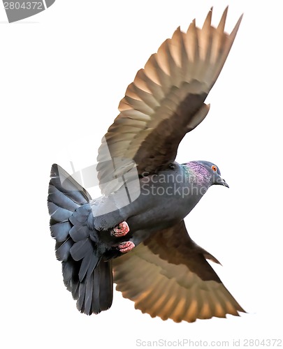 Image of Pigeon with wings raised