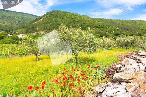 Image of Red poppy and olive tree groew.