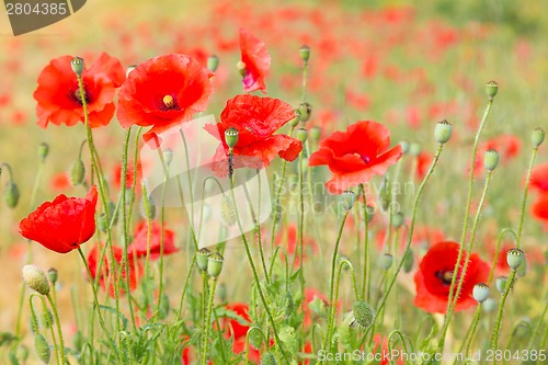 Image of Red poppy field.