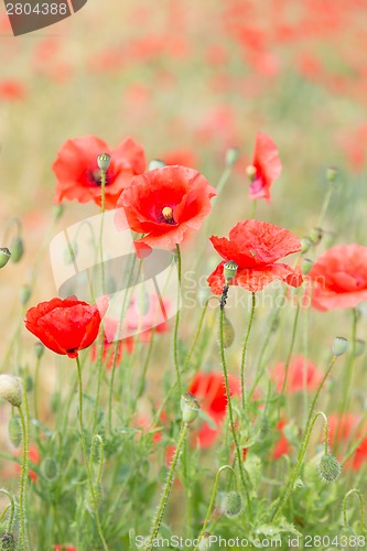 Image of Red poppy field.