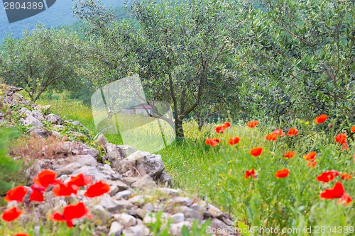 Image of Red poppy and olive tree groew.