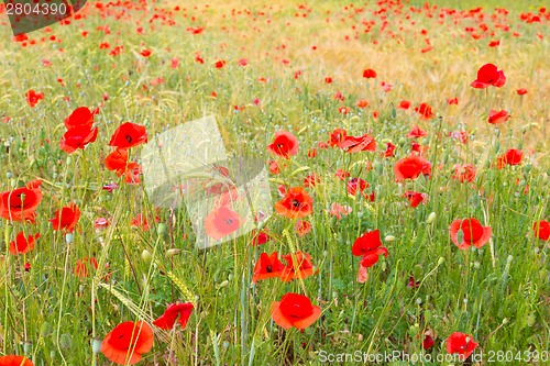 Image of Red poppy field.