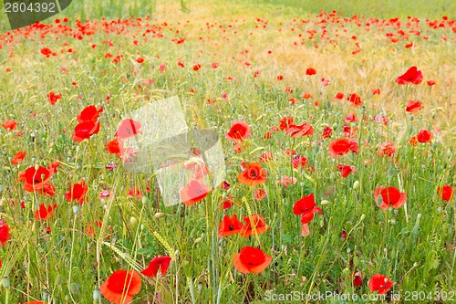 Image of Red poppy field.