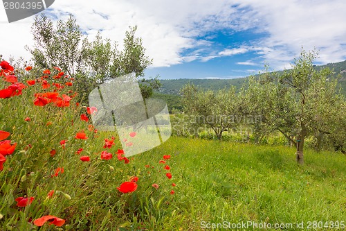 Image of Red poppy and olive tree groew.
