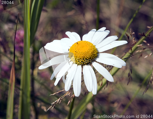 Image of camomile