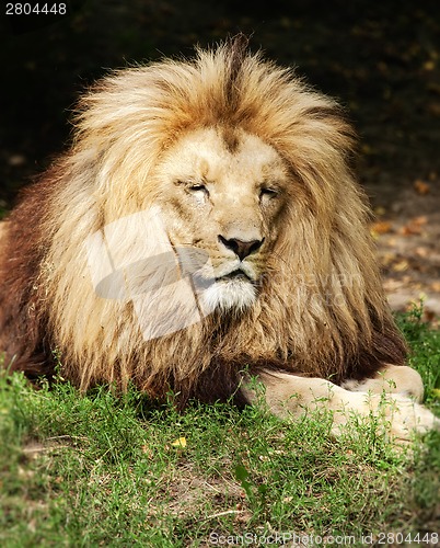 Image of Lion the king