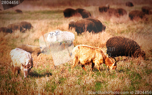 Image of sheep on field