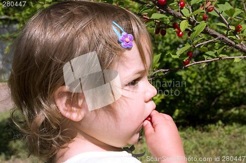 Image of Fresh Pin Cherries