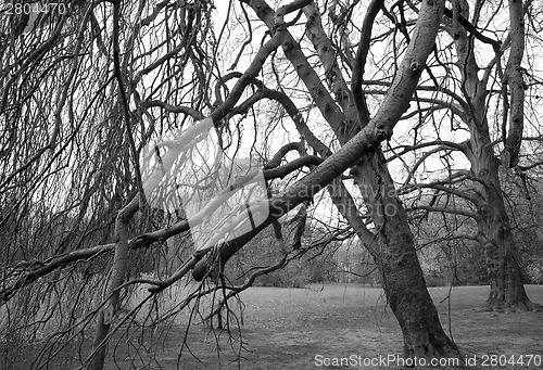 Image of Bare trees