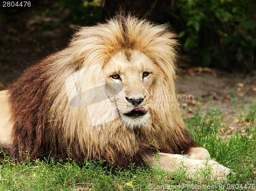 Image of Lion the king