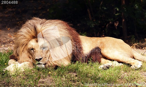 Image of Lion the king