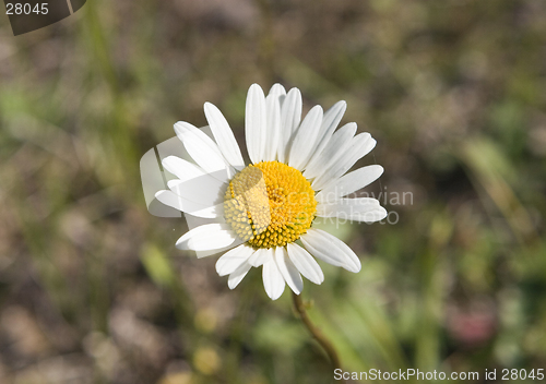 Image of camomile