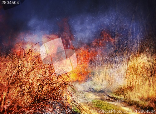 Image of Fire in grass