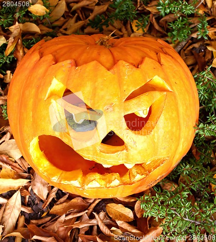 Image of Halloween pumpkin