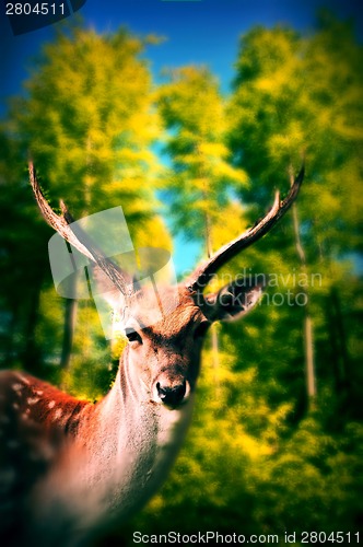 Image of Deer in the forest