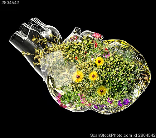 Image of Healthy heart